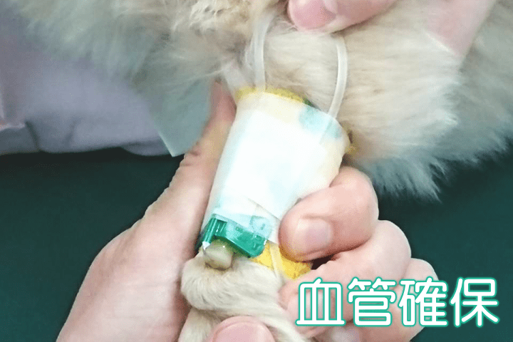 手術室便り(血管確保2)